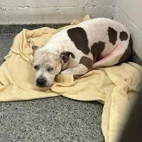 Miss Molly thumbnail 5