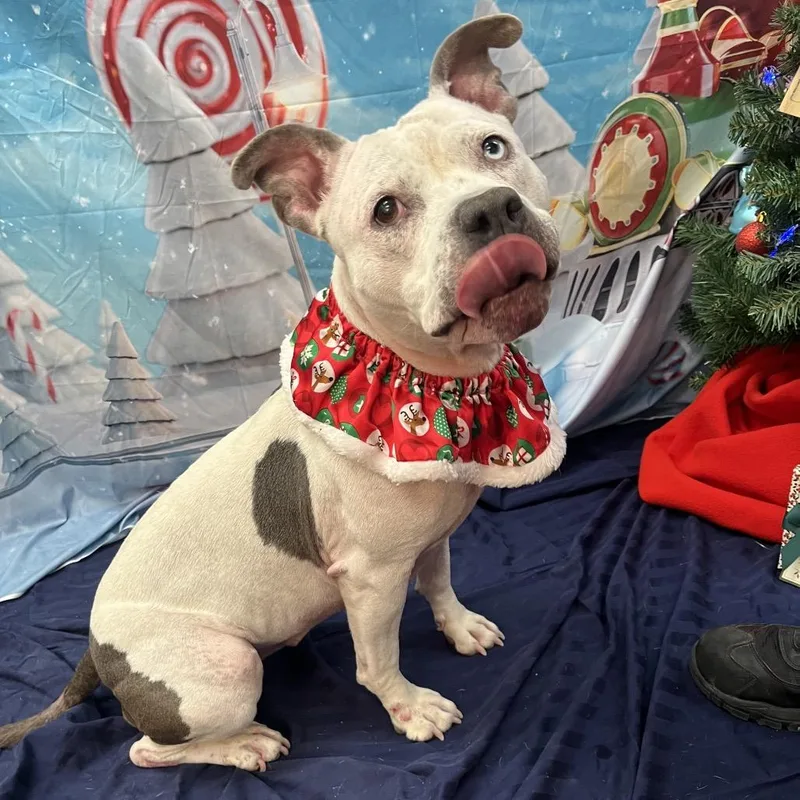 Miss Molly thumbnail 6