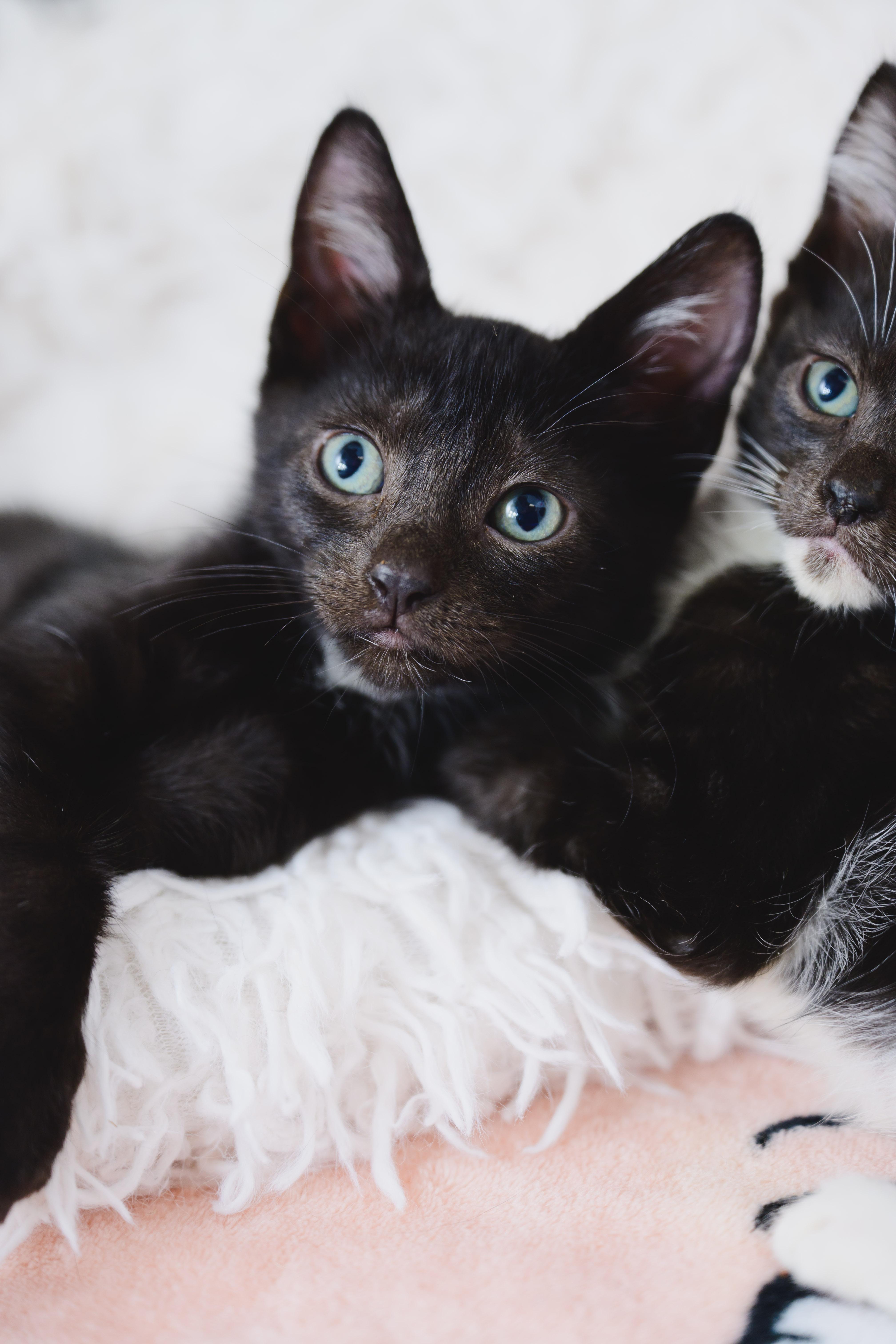 A baby small-sized male Domestic Short Hair cat named Cashew for adoption in Honolulu, HI