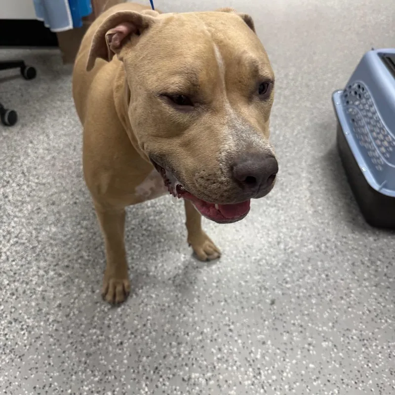 An adult large-sized male Pit Bull Terrier dog named Diesel for adoption in Henderson, NV