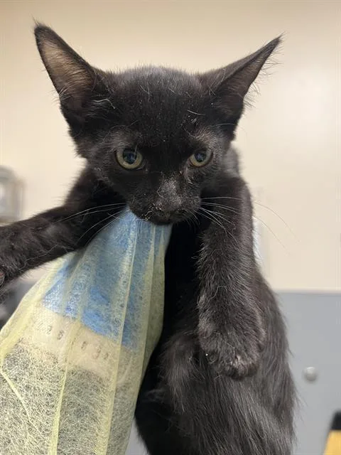 A baby small-sized male Domestic Short Hair cat named Tim for adoption in Las Vegas, NV