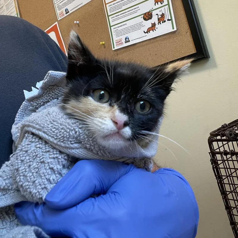 A baby small-sized female Calico Domestic Short Hair cat named Garden for adoption in Pasadena, CA