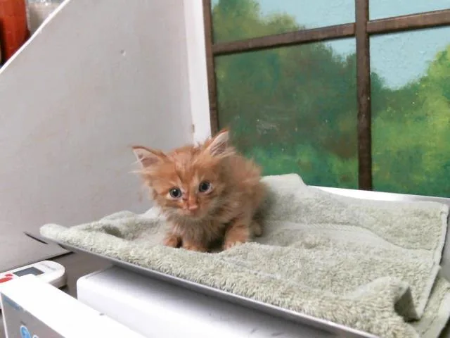 A baby small-sized male Domestic Short Hair cat named Firefly for adoption in Houston, TX