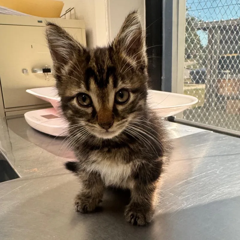 A baby small-sized male Domestic Medium Hair cat named Dune for adoption in Columbiana, AL