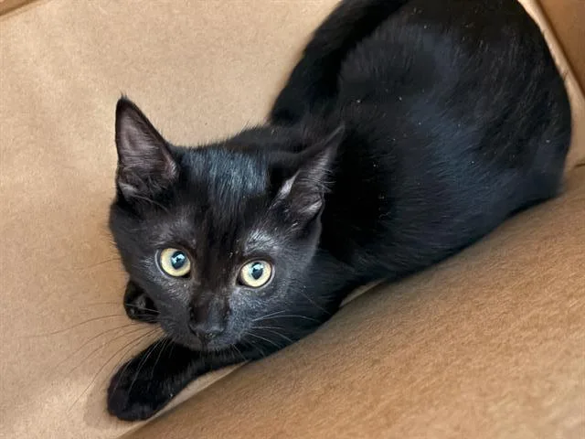 A baby small-sized female Domestic Short Hair cat named Magic Bean for adoption in Tustin, CA