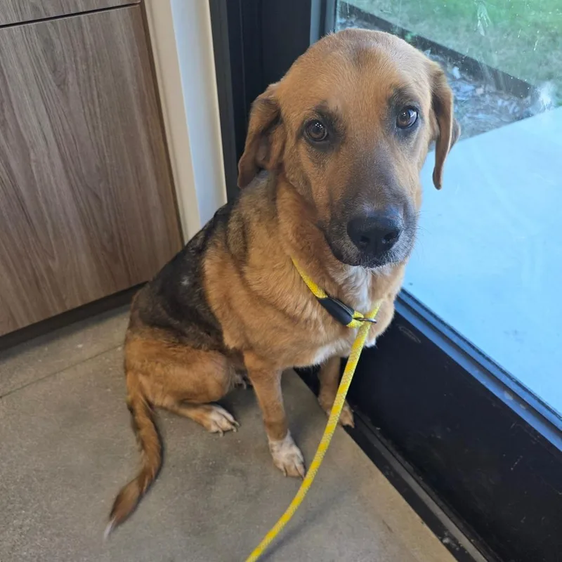 An adult large-sized female Shepherd dog named Penny for adoption in Sand Springs, OK