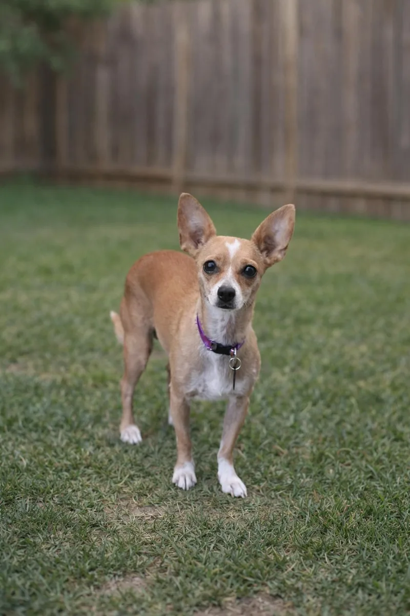 A young small-sized female Chihuahua dog named Carmen for adoption in Orange, CA