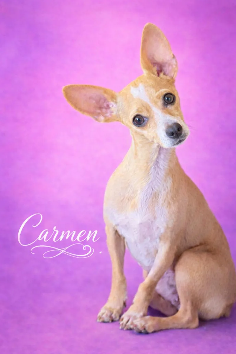 Carmen thumbnail 3