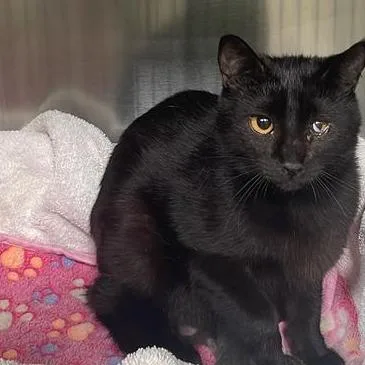 A young small-sized female Black Domestic Short Hair cat named Saturn for adoption in Tacoma, WA