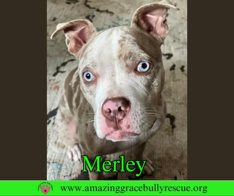 A young medium-sized female American Bulldog dog named Merley Aka Luna for adoption in Pensacola, FL
