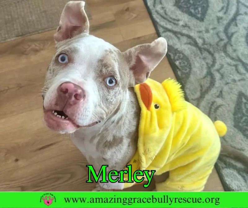 Merley Aka Luna thumbnail 3