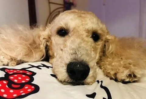 An adult large-sized male Goldendoodle dog named Luca for adoption in Dallas, TX