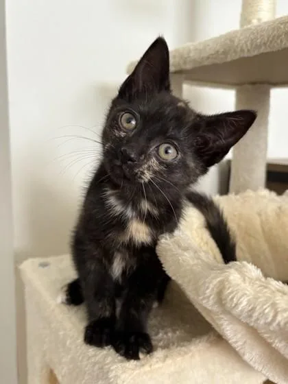 A baby small-sized female Domestic Short Hair cat named Bonjour for adoption in West Chester, PA