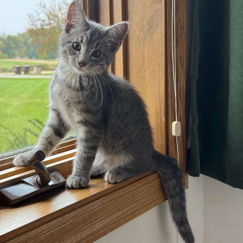 A baby small-sized male Gray / Blue / Silver Domestic Short Hair cat named Gargoyle for adoption in Buffalo, MN