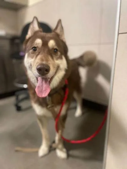 Snickers thumbnail 2