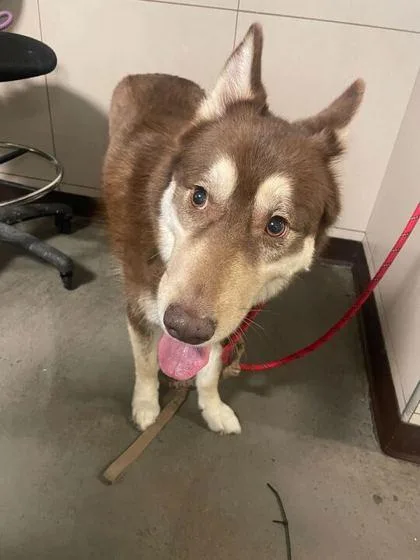 Snickers thumbnail 3