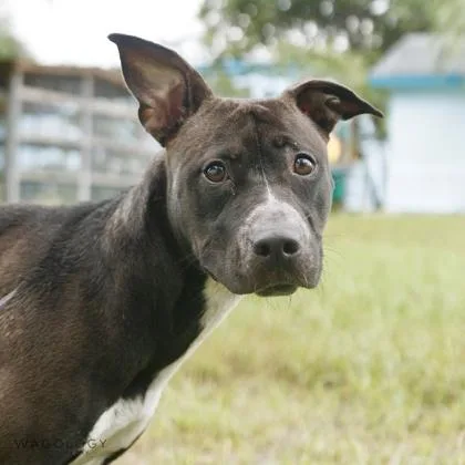An adult large-sized female Mixed Breed dog named Kali for adoption in Largo, FL