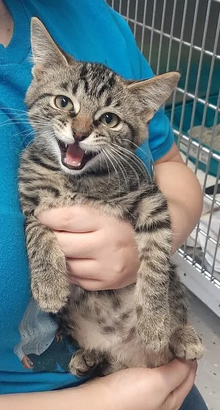 A baby medium-sized male Black Domestic Short Hair cat named Captain for adoption in Georgetown, OH