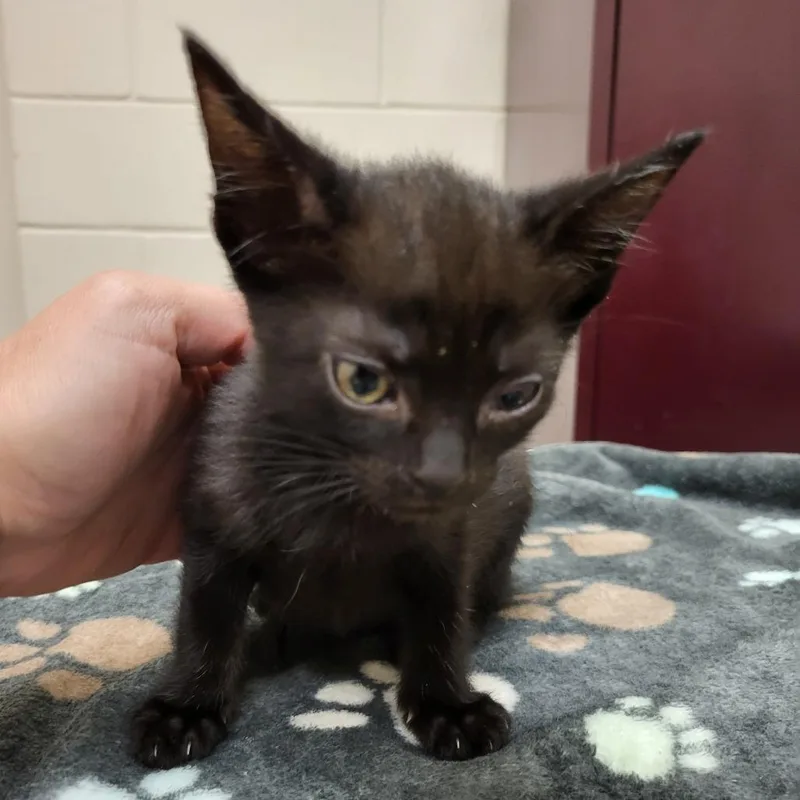 A baby small-sized female Black Domestic Short Hair cat named Zendaya for adoption in Lake Panasoffkee, FL