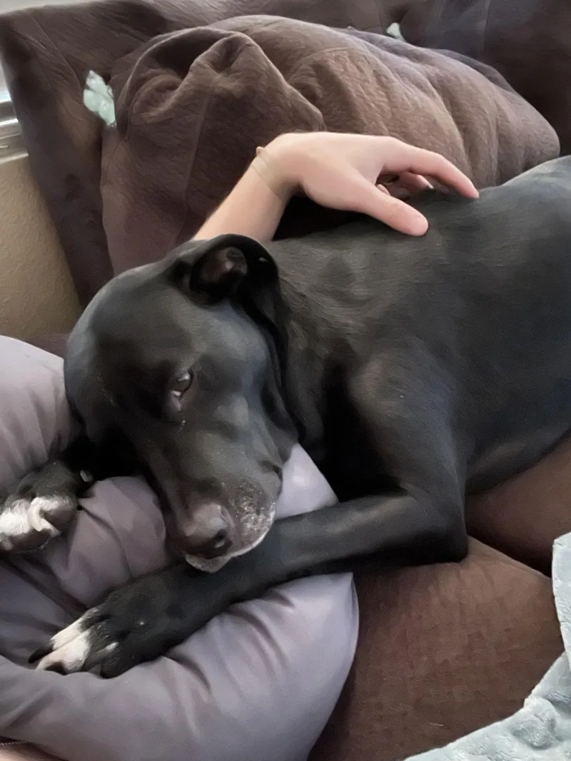 A senior large-sized female Labrador Retriever dog named Annie for adoption in Fort Collins, CO