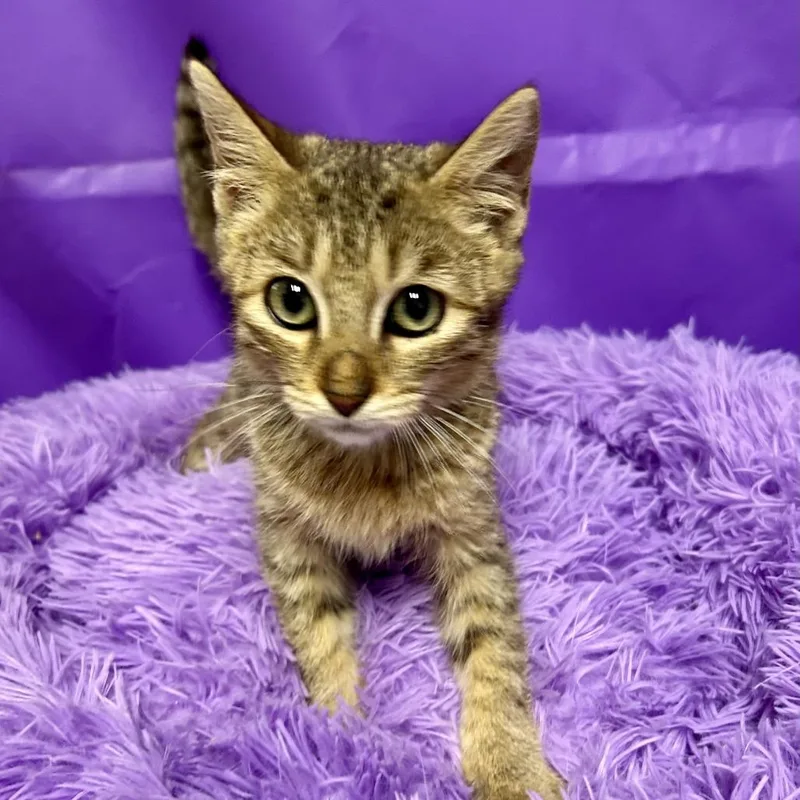 A baby small-sized female Brown / Chocolate Domestic Short Hair cat named Izzy Bella for adoption in North Myrtle Beach, SC