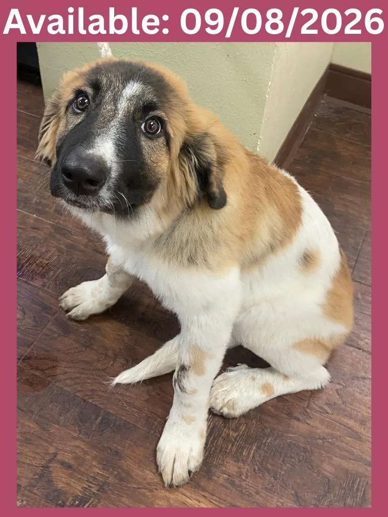 A baby medium-sized female Collie dog named Dog Kennel for adoption in Greenville, TX