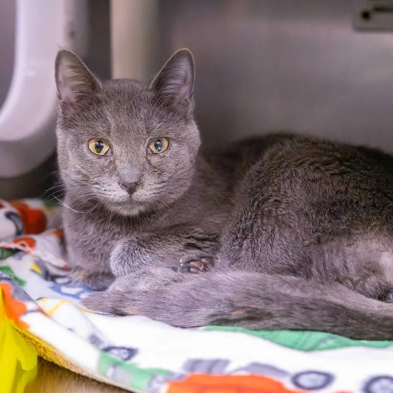 An adult medium-sized female Gray / Blue / Silver Domestic Short Hair cat named Agnes for adoption in Mentor, OH