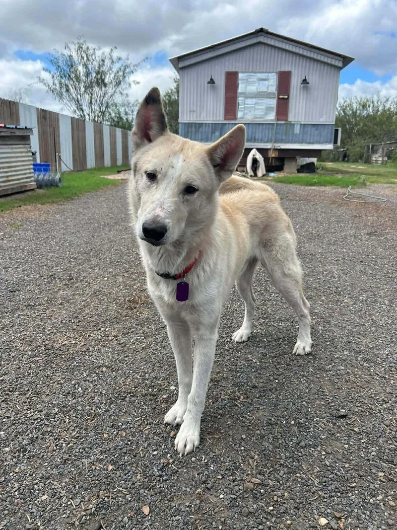 An adult large-sized male Apricot / Beige Husky dog named Tanner for adoption in MISSION, TX