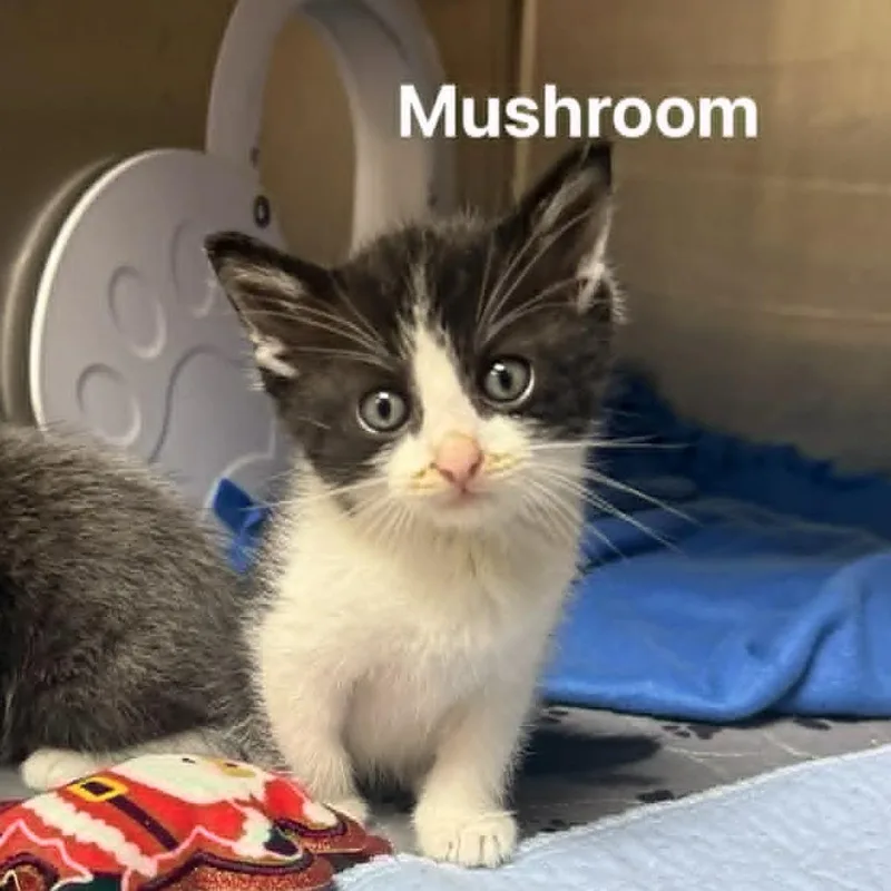 A baby small-sized female Black Domestic Short Hair cat named Mushroom for adoption in Caryville, TN