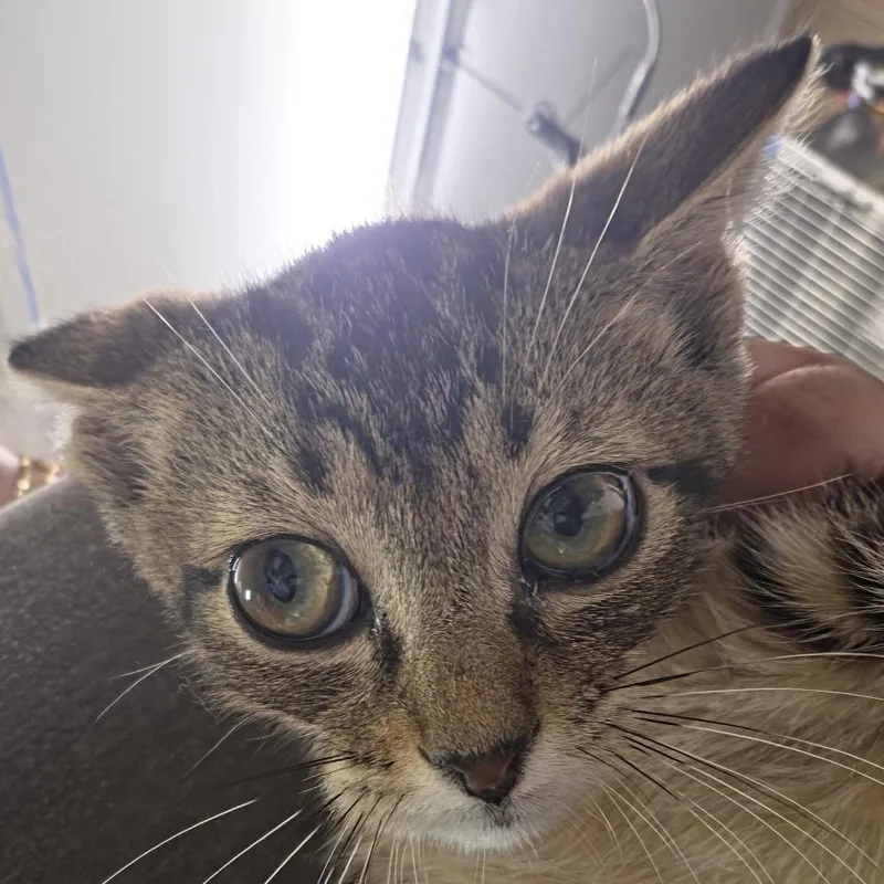 A baby small-sized male Black Domestic Short Hair cat named Lamborghini for adoption in Leander, TX