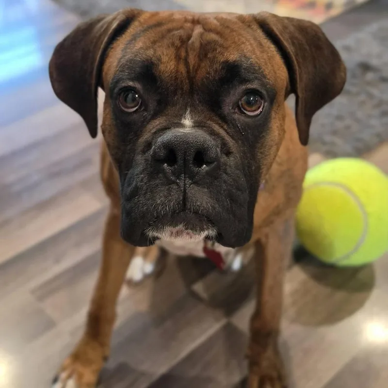 An adult small-sized male Brindle Boxer dog named Lucy for adoption in McMinnville, OR