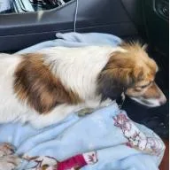 An adult small-sized female White / Cream Papillon dog named Patsy for adoption in Odessa, TX