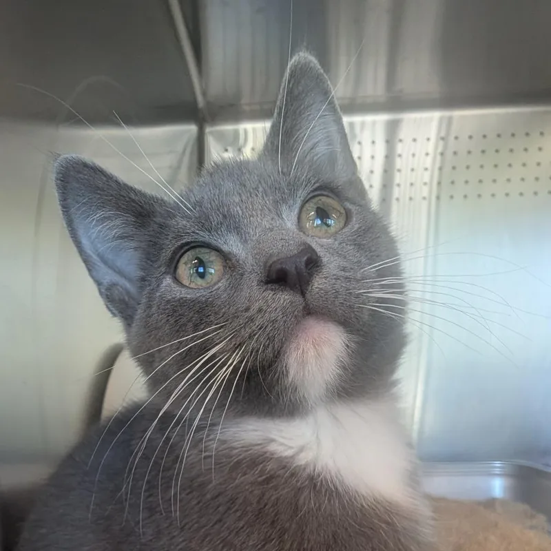 A baby small-sized female Gray / Blue / Silver Domestic Short Hair cat named Mavis for adoption in Asheville, NC
