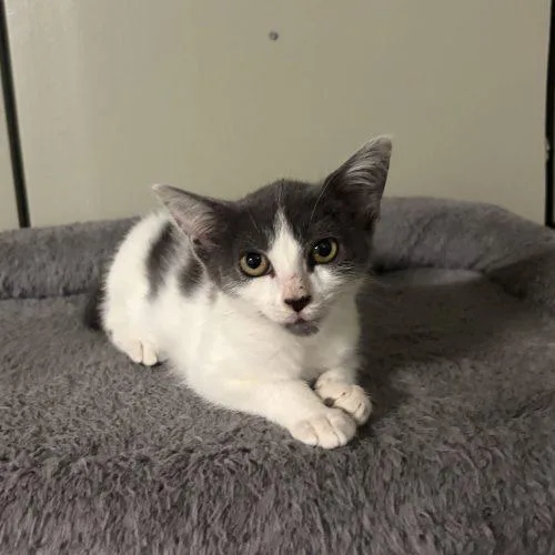 A baby small-sized female White Domestic Short Hair cat named Sorellina for adoption in Toms River, NJ