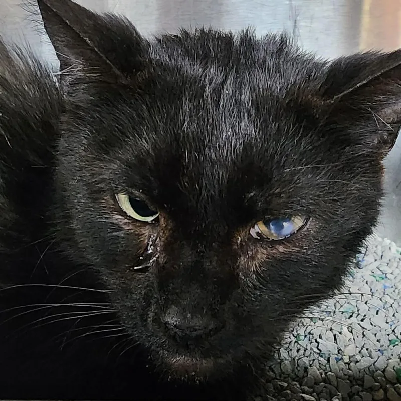 An adult small-sized female Black Domestic Short Hair cat named Brownie for adoption in Shinnston, WV