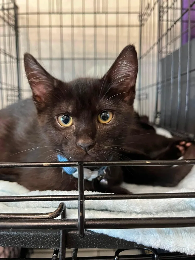 A baby medium-sized male Black Bombay cat named Bleu for adoption in Walnut Creek, CA