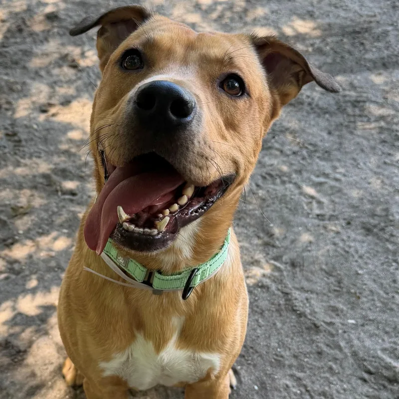 An adult large-sized male Mixed Breed dog named Archie for adoption in Brookhaven, NY