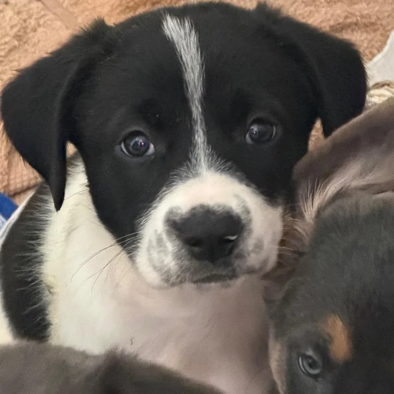 A baby medium-sized male Mixed Breed dog named Higgins for adoption in Pensacola, FL