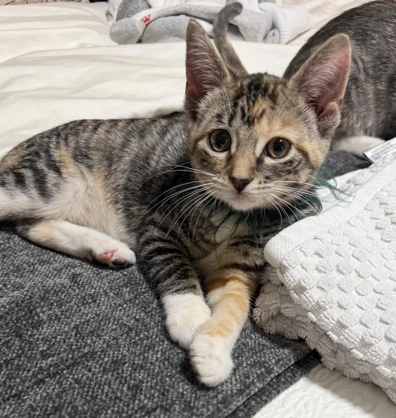A baby small-sized female Domestic Short Hair cat named Jo for adoption in Columbia, IL
