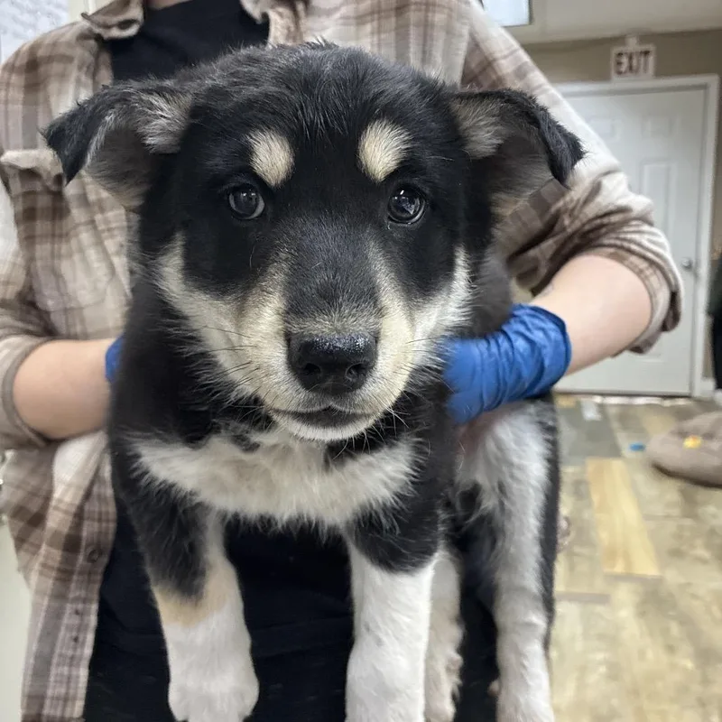 Ct Sonic thumbnail 2