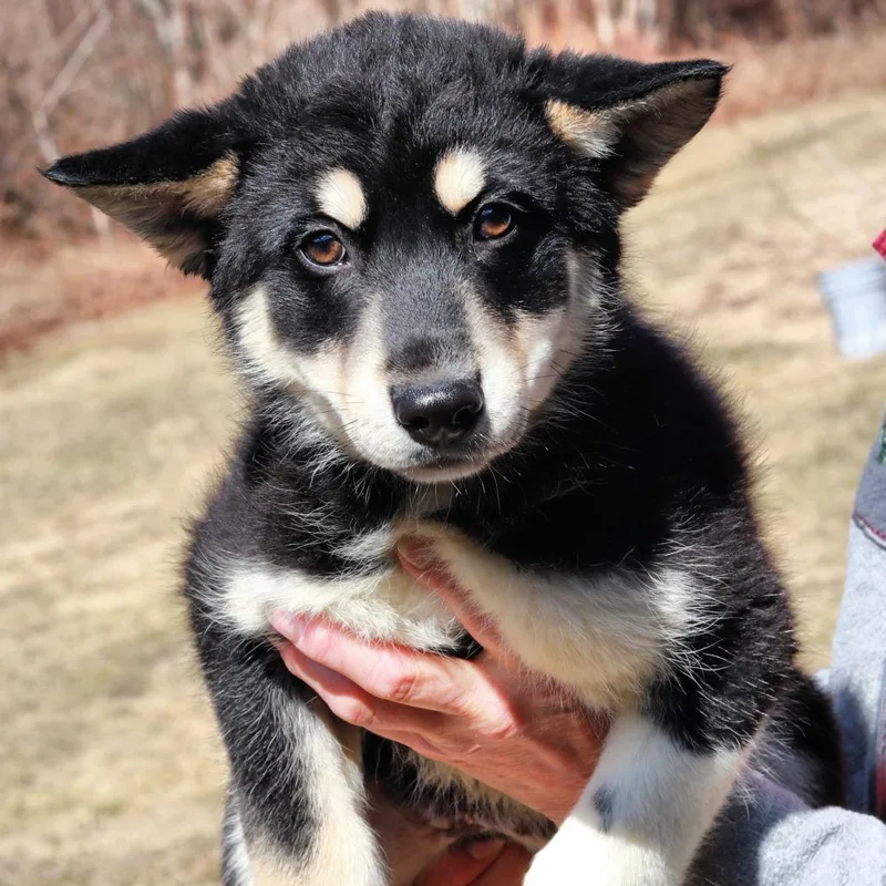 Ct Sonic thumbnail 3