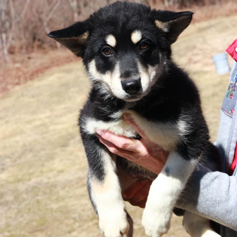 Ct Sonic thumbnail 4