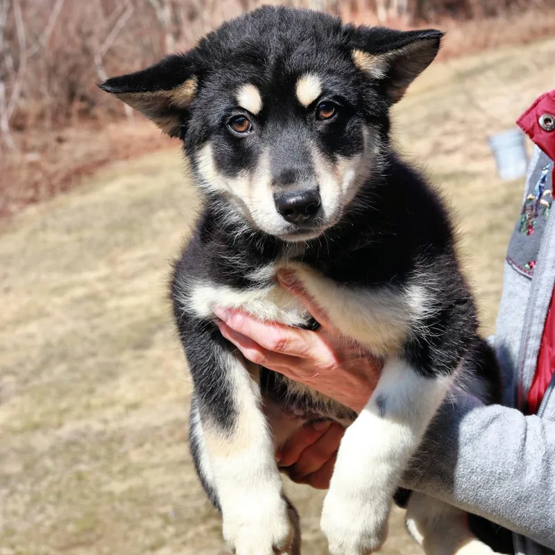 Ct Sonic thumbnail 5