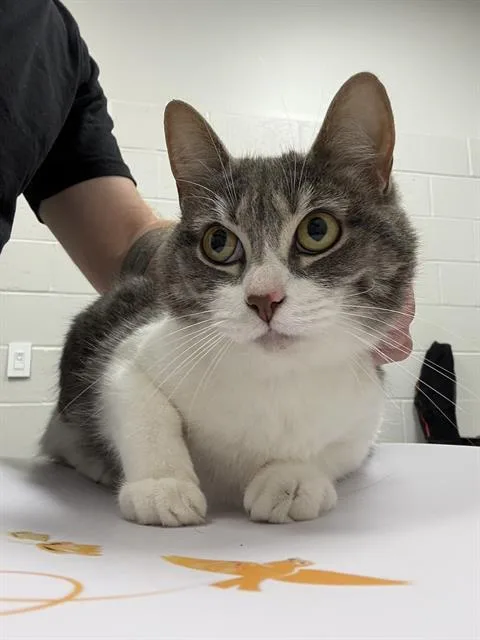 An adult small-sized female Domestic Short Hair cat named Dot for adoption in Indianapolis, IN