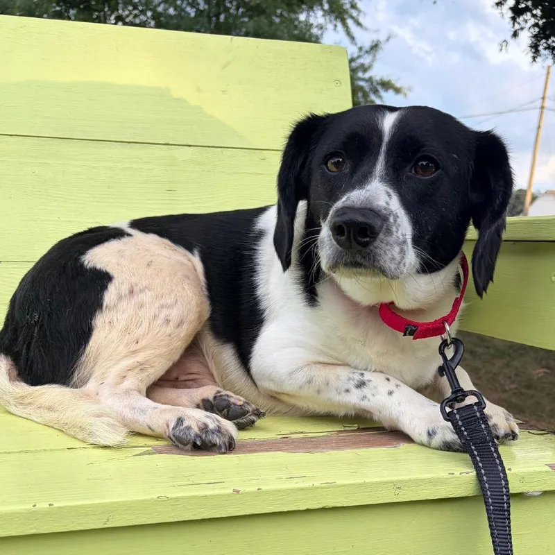 An adult medium-sized male Black Mixed Breed dog named Felony for adoption in Fredericksburg, VA