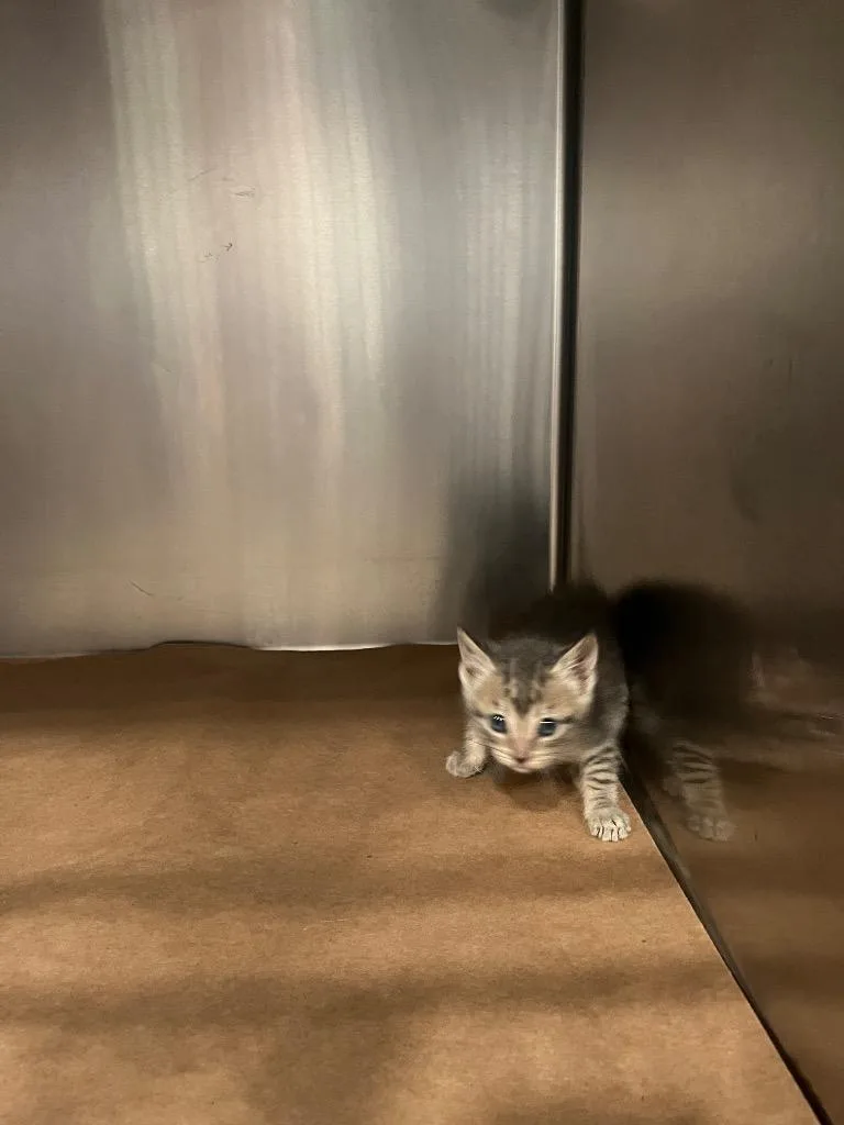 A baby small-sized female Domestic Short Hair cat named Duck for adoption in Cartersville , GA