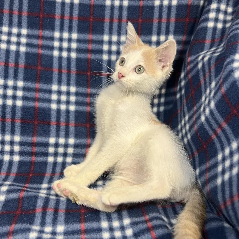A baby medium-sized male White Domestic Short Hair cat named Lucky for adoption in Fairmont, MN