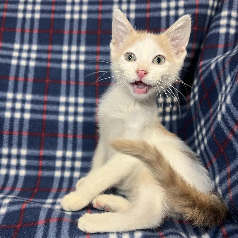 Lucky thumbnail 6