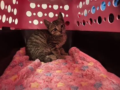 A baby small-sized female Brown / Chocolate Domestic Short Hair cat named Mochi for adoption in Kansas City, MO