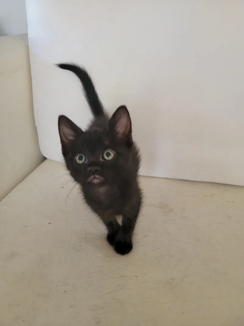 A baby small-sized female Domestic Short Hair cat named Bb for adoption in Long Beach, CA